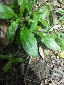 Image of Exostigma rivulare (Gardn.) G. Sancho