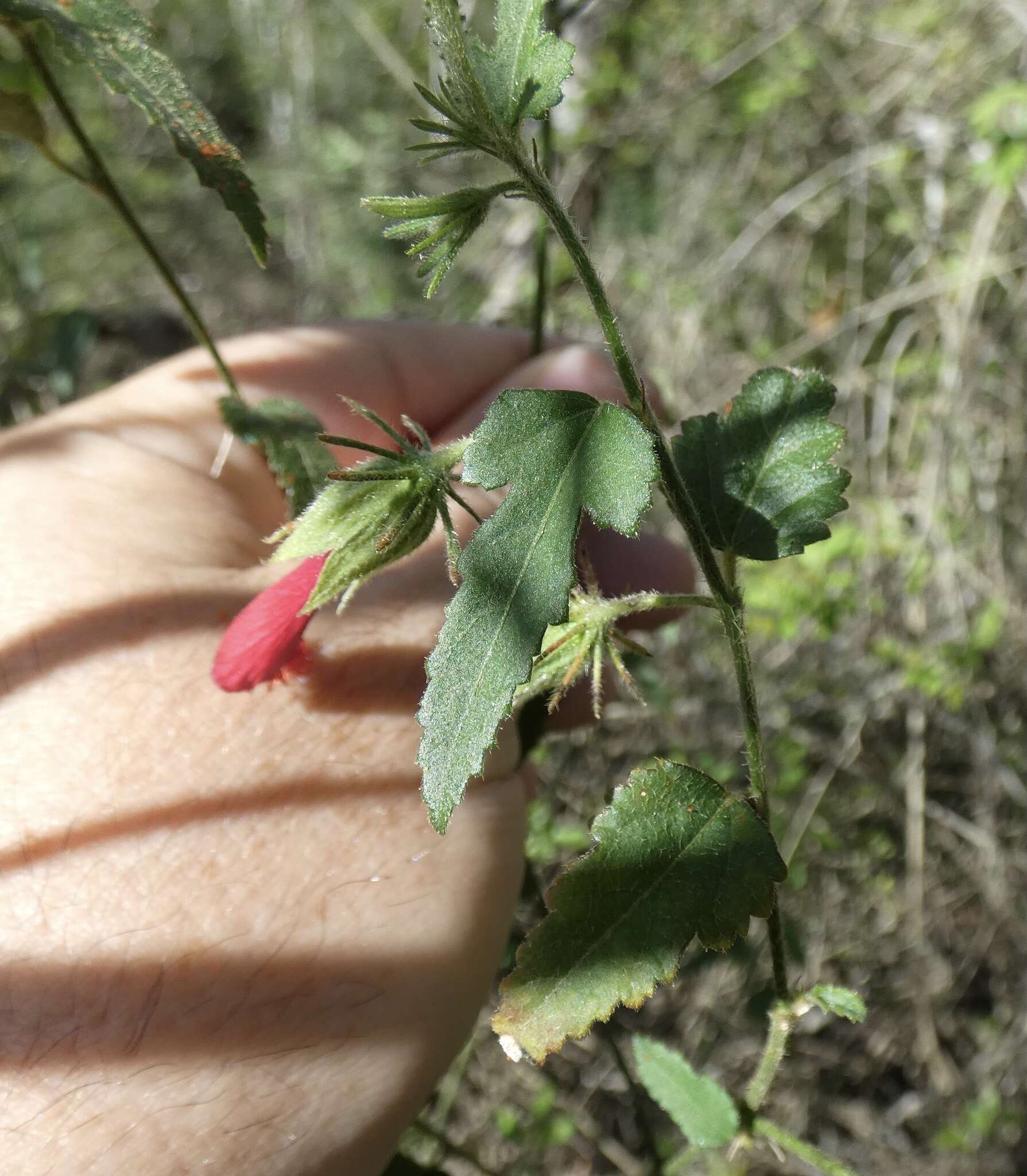 Image of Poeppig's rosemallow