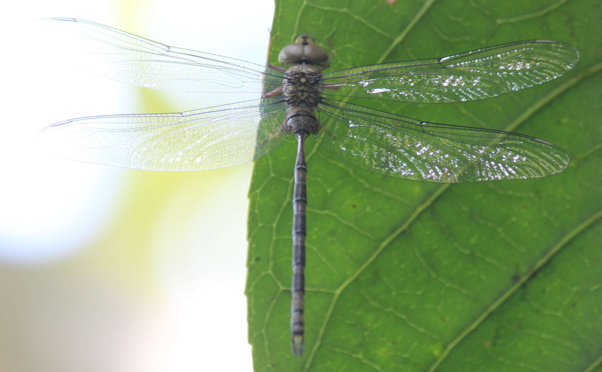 Image of Eastern Duskhawker