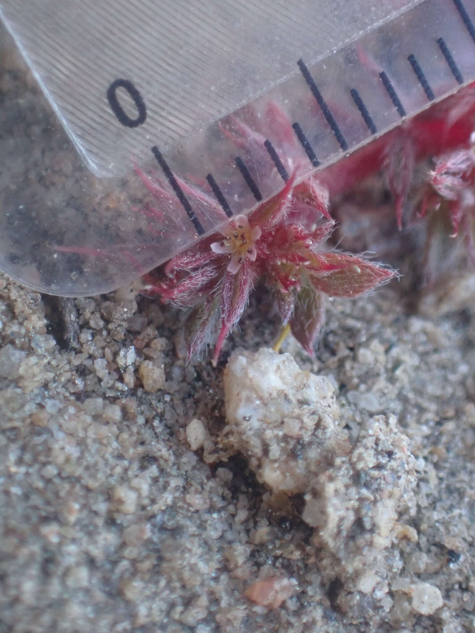 Image of knotweed spineflower