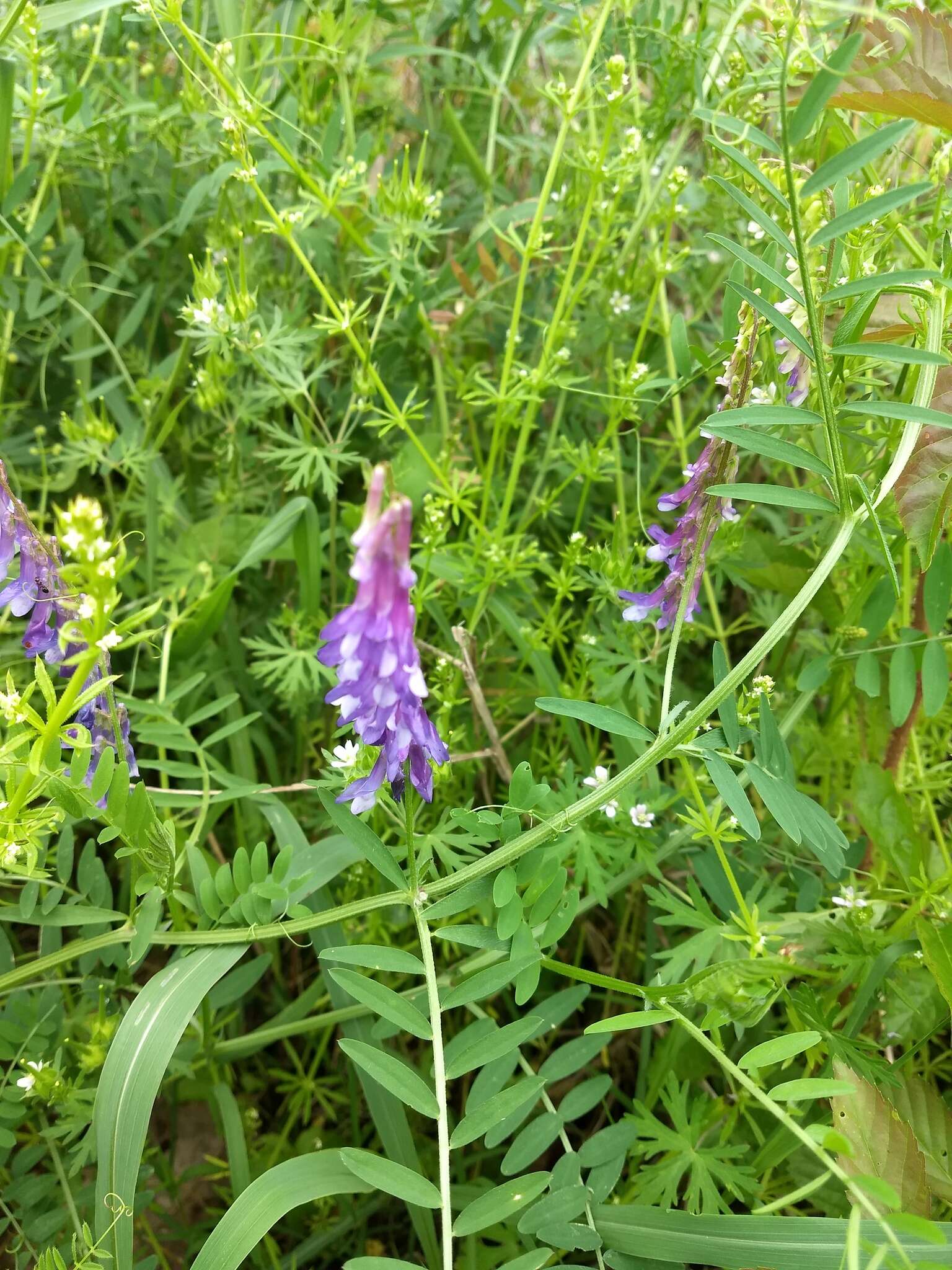 Imagem de Vicia villosa subsp. varia (Host) Corb.