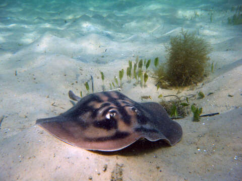 Image of Banded Stingaree