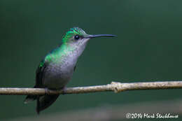 Image of Mexican Woodnymph