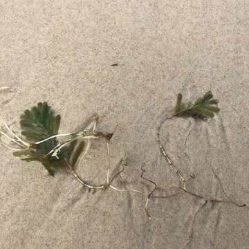 Image of Fern seagrass