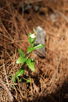 Imagem de Chimaphila japonica Miq.