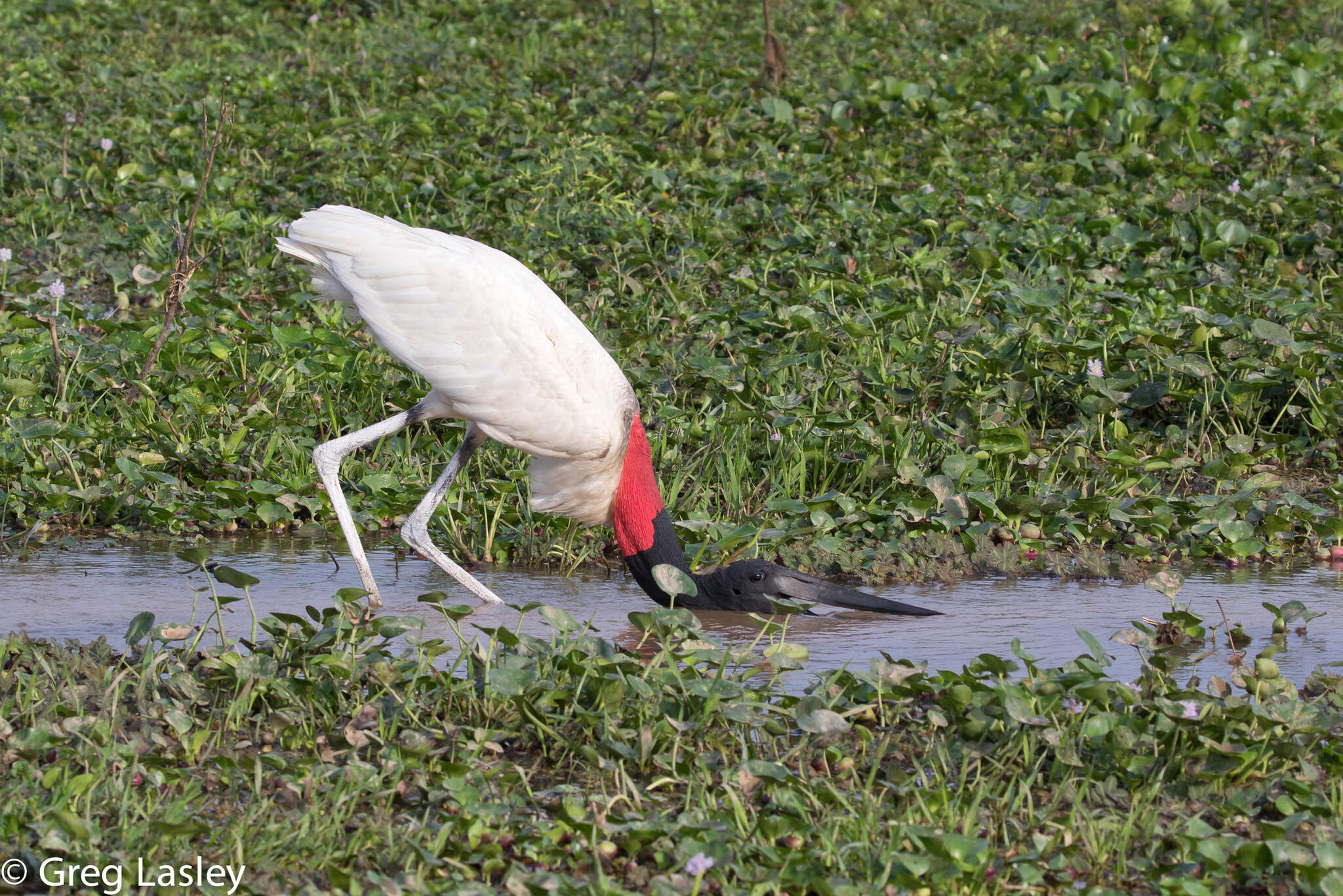 Image of Jabiru Hellmayr 1906