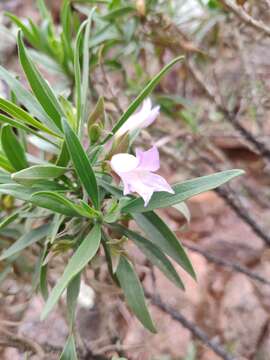 Image of Eremophila freelingii F. Muell.