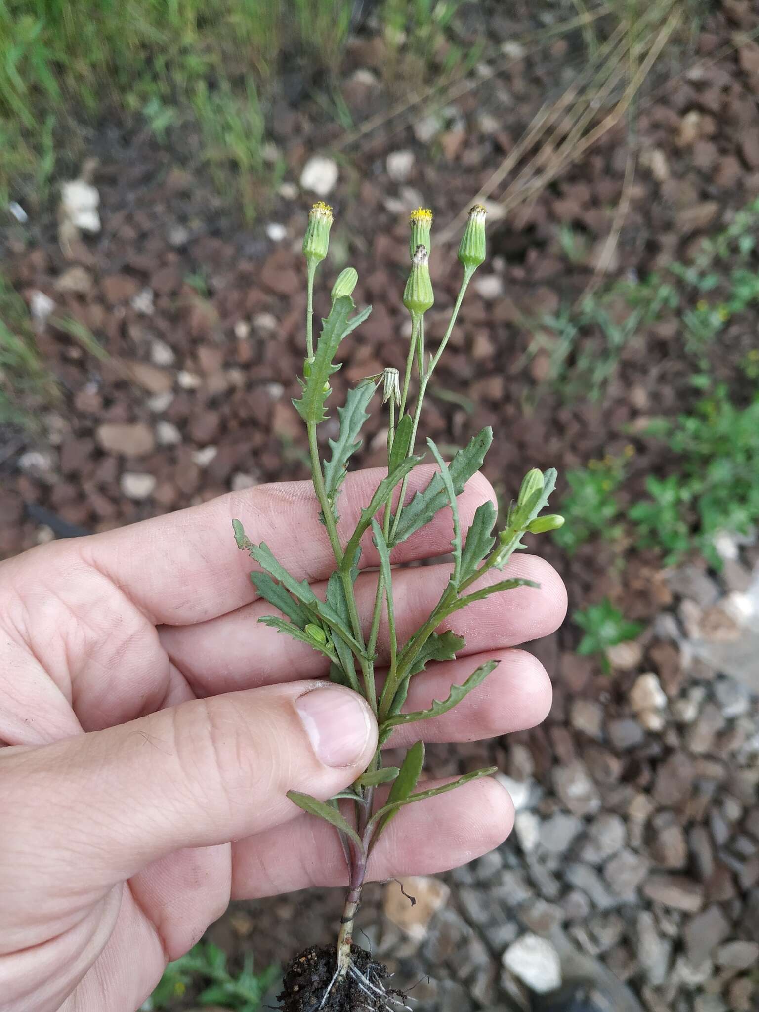 Image of Senecio dubitabilis C. Jeffrey & Y. L. Chen