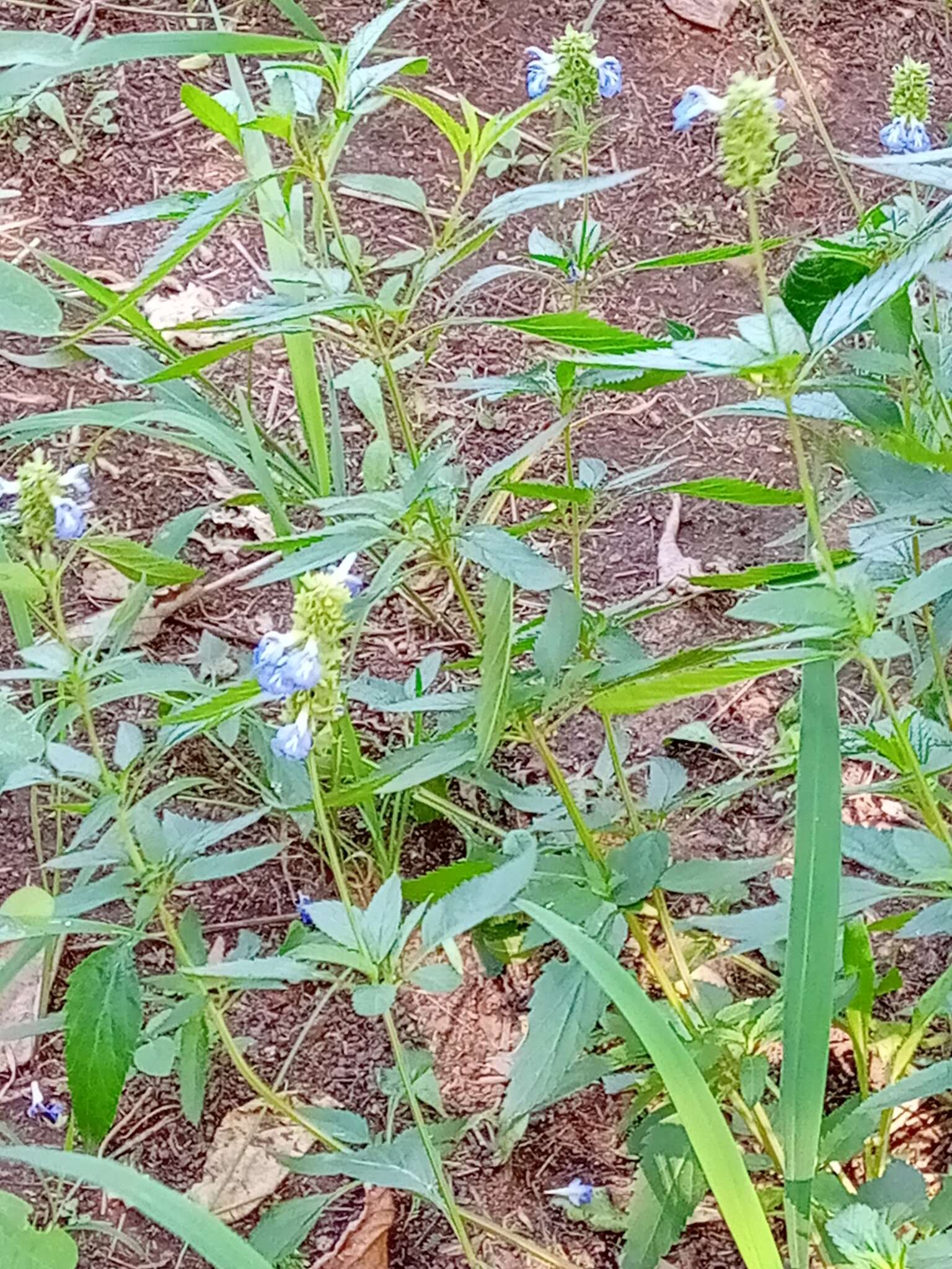 Imagem de Salvia uliginosa Benth.