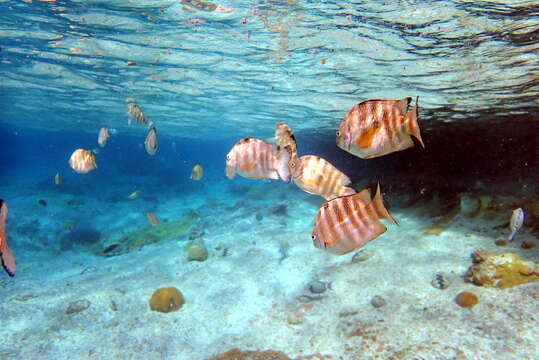 Imagem de Abudefduf septemfasciatus (Cuvier 1830)