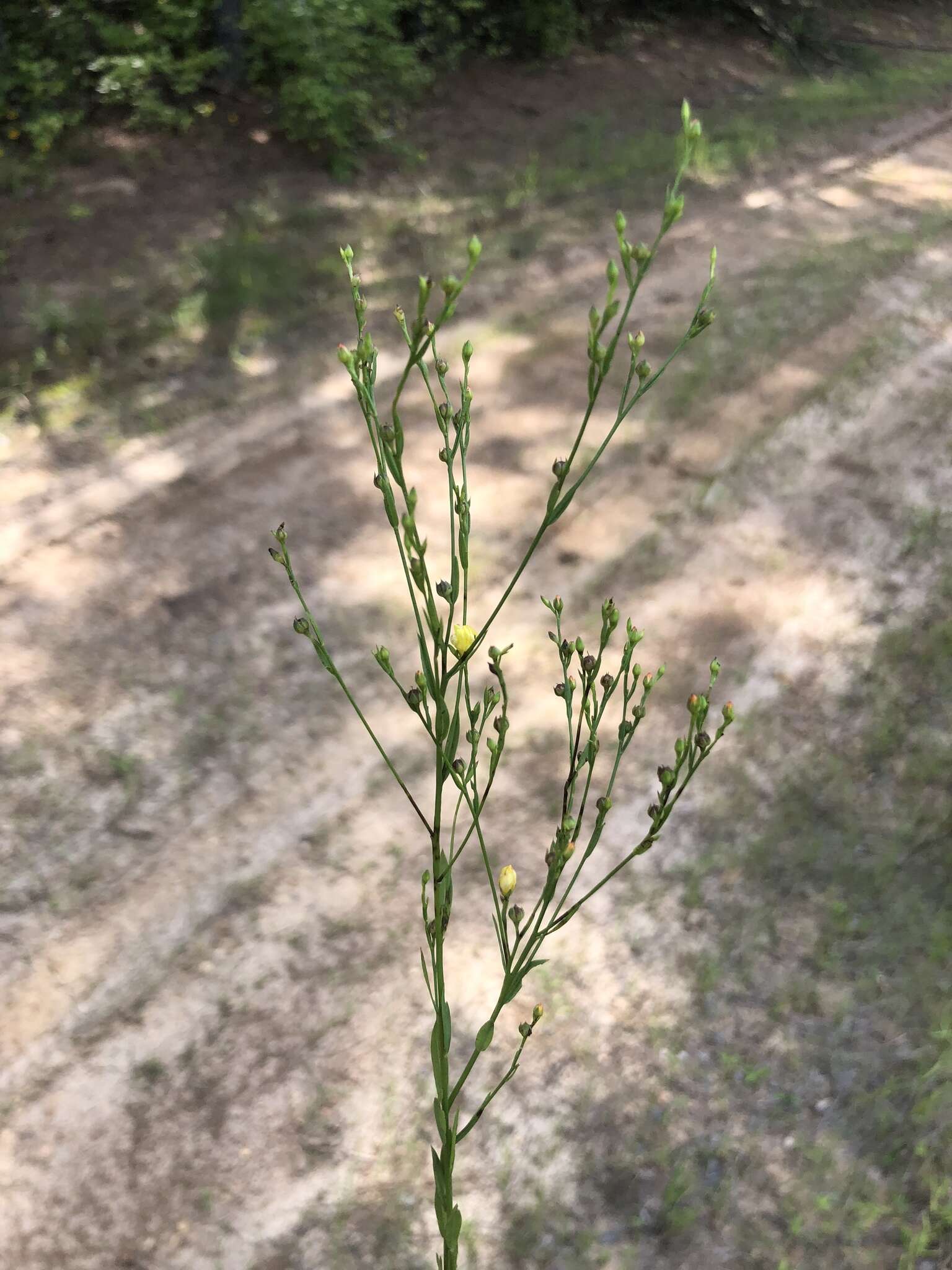 Image of stiff yellow flax