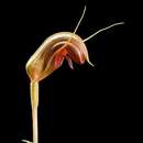 Слика од Pterostylis taurus M. A. Clem. & D. L. Jones