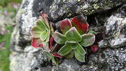 Imagem de Saxifraga cotyledon L.