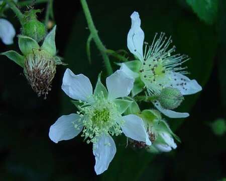 صورة Rubus diversus W. C. R. Watson