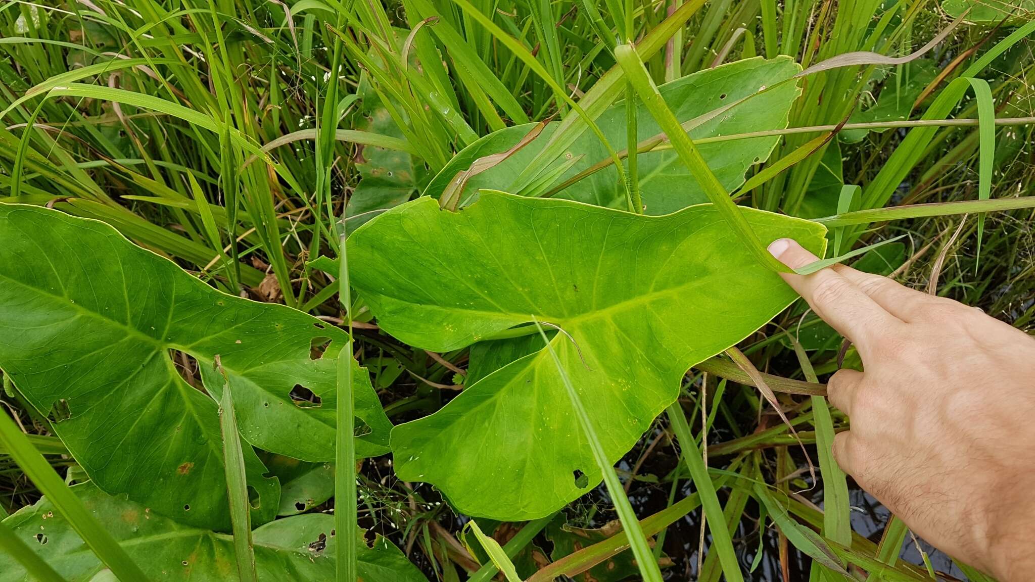 Image of yautia madera