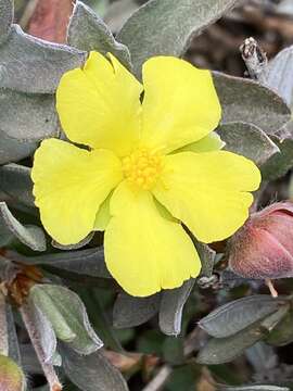 Plancia ëd Hibbertia potentilliflora F. Müll. ex Benth.