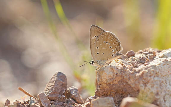 Image of Polyommatus admetus (Esper (1783))