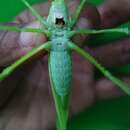 Image of Climacoptera parallela (Walker & F. 1869)