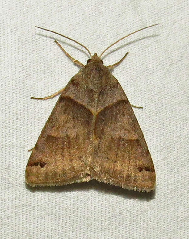 Image of Clover Looper, Range Grass-moth