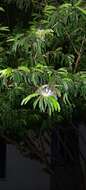 Image of Calliandra pittieri Standl.