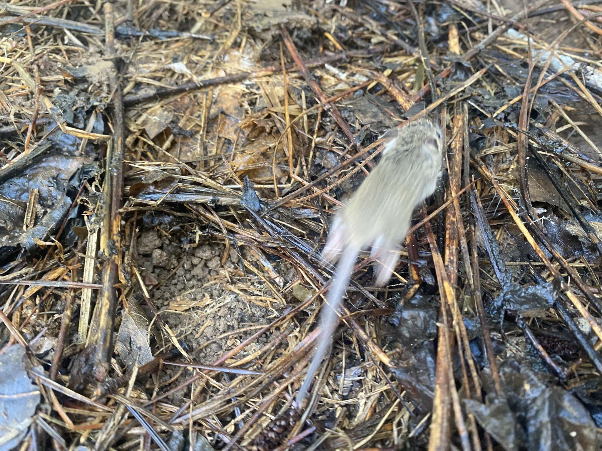 Image of Cotton Deermouse