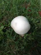 Image of Horse Mushroom