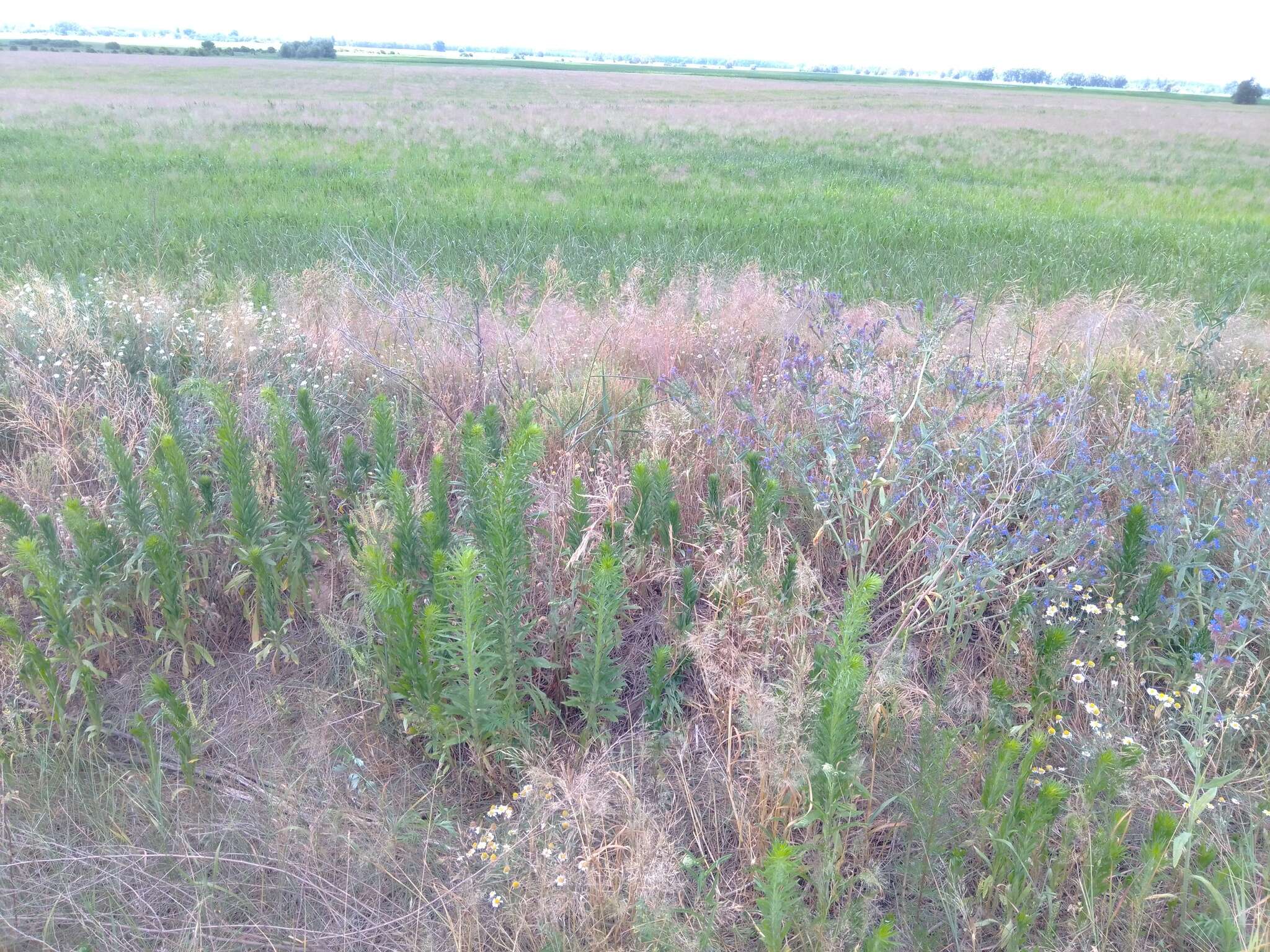 Image of Anchusa procera Bess. ex Link