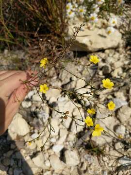 Image of rock flax