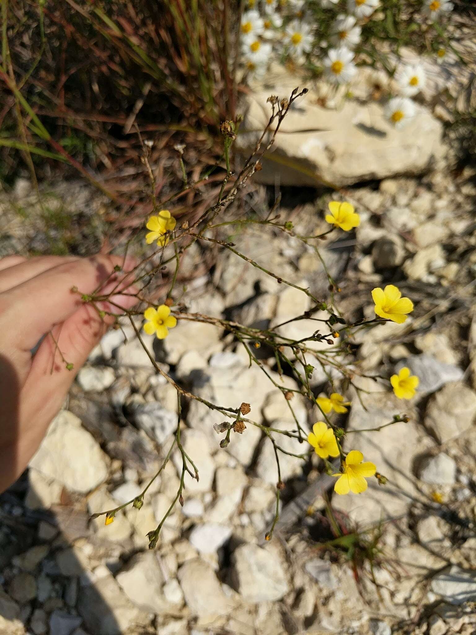 Image of rock flax