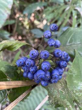 Image of Hydrangea febrifuga (Lour.) Y. De Smet & Granados