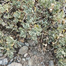 Salvia dorrii var. clokeyi Strachan resmi