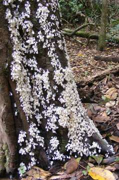 Image de Calyptella longipes (Cooke & Massee) W. B. Cooke 1961