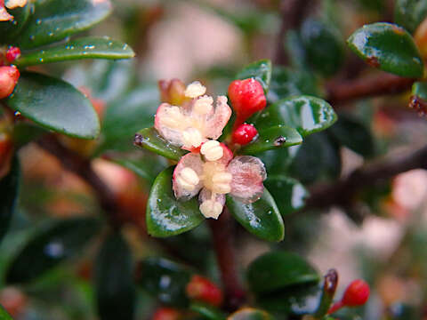 Image of Micrantheum demissum F. Muell.