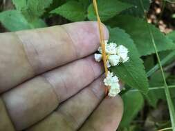 Image of beaked dodder