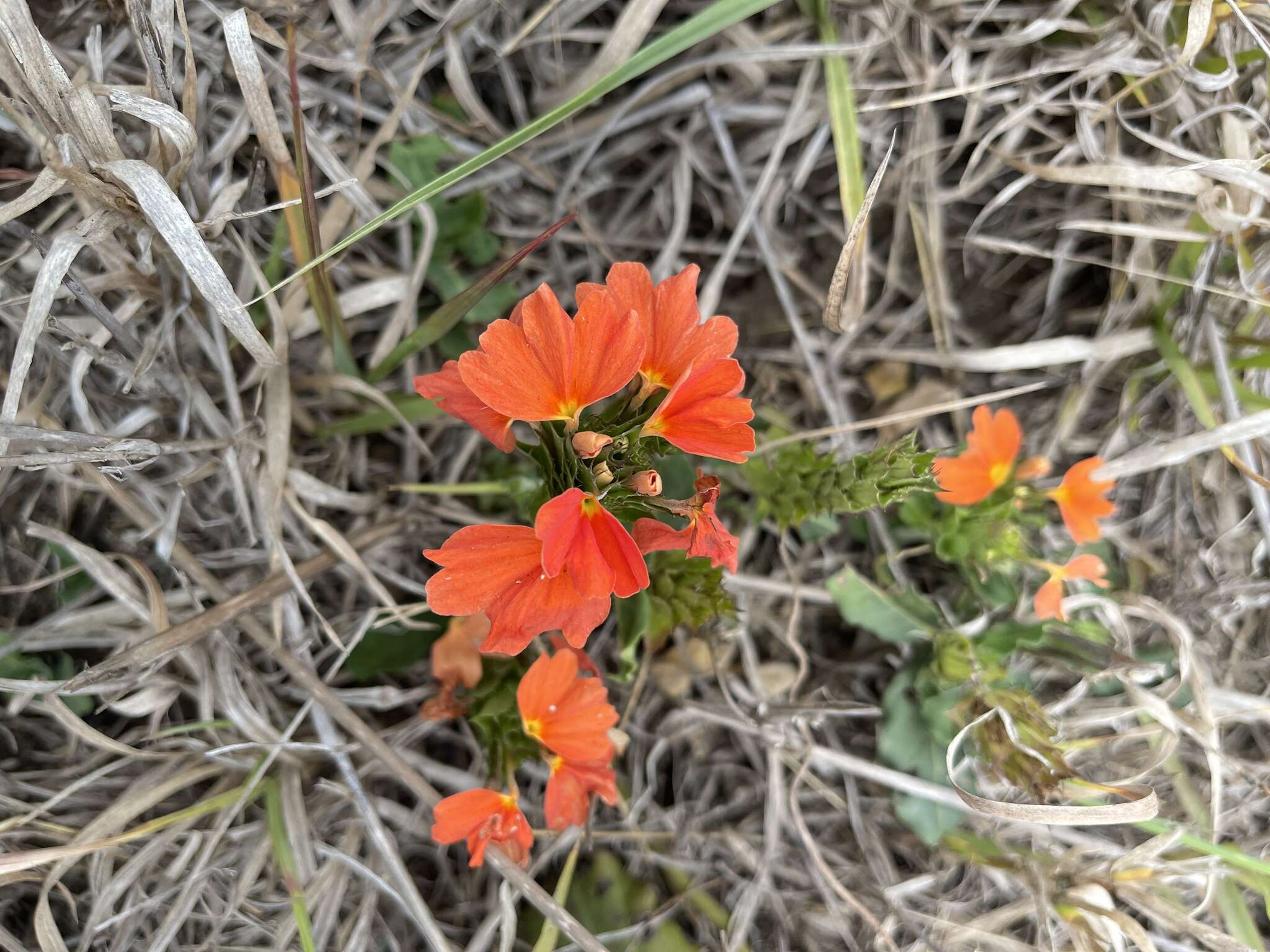 Imagem de Crossandra mucronata Lindau