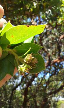 Image of Montara manzanita