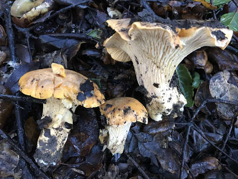 Image of Cantharellus californicus D. Arora & Dunham 2008