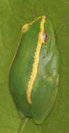 Image of Yellow-striped Reed Frog