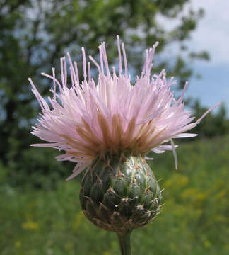 Image of Klasea radiata subsp. gmelinii (Tausch) L. Martins