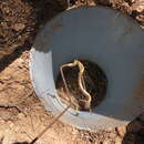 Image of Banded Pampas Snake