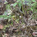 Image of Astragalus schelichowii Turcz.