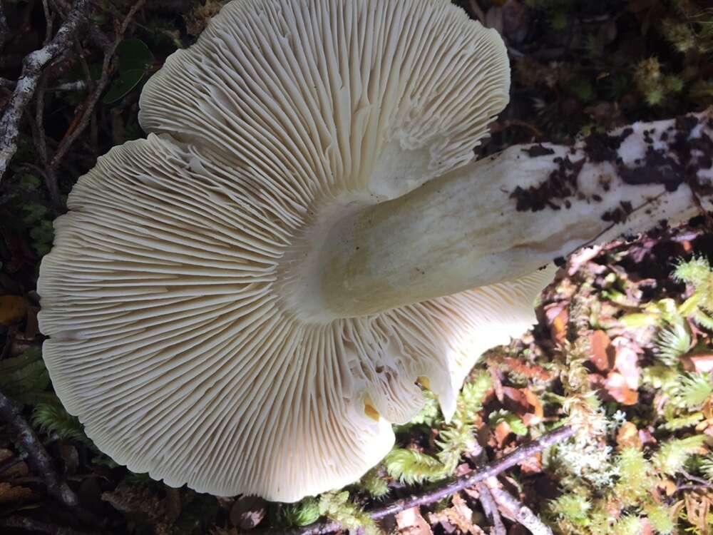 Tricholoma viridiolivaceum G. Stev. 1964 resmi