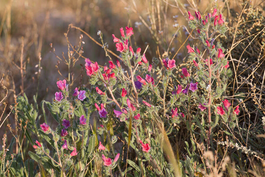 Image of Echium rauwolfii Del.