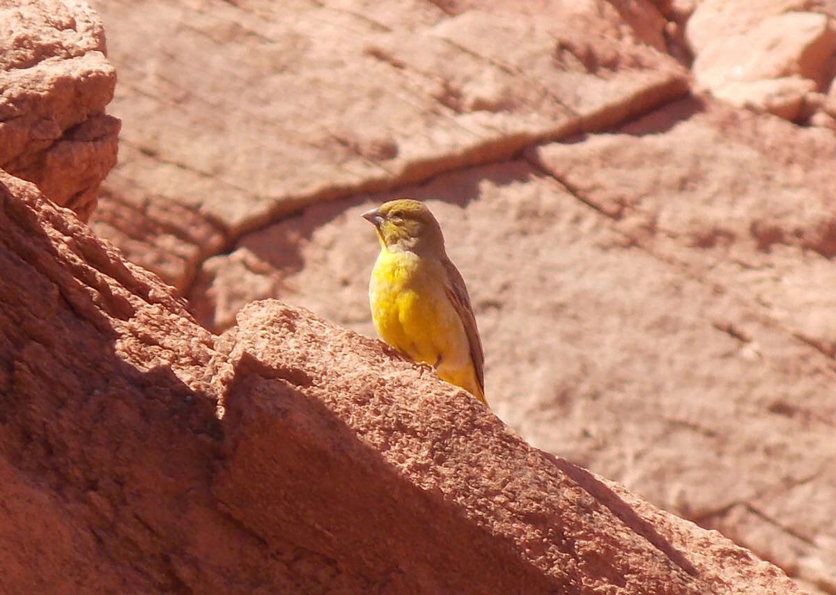 Image of Monte Yellow Finch