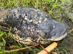 Image of African lungfishes