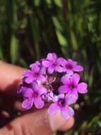 Image of Glandularia sessilis (Cham.) Tronc.