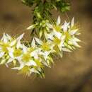 Image of Calytrix gurulmundensis L. A. Craven