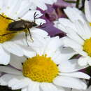 Image of Amphicoma pectinata (Lewis 1895)