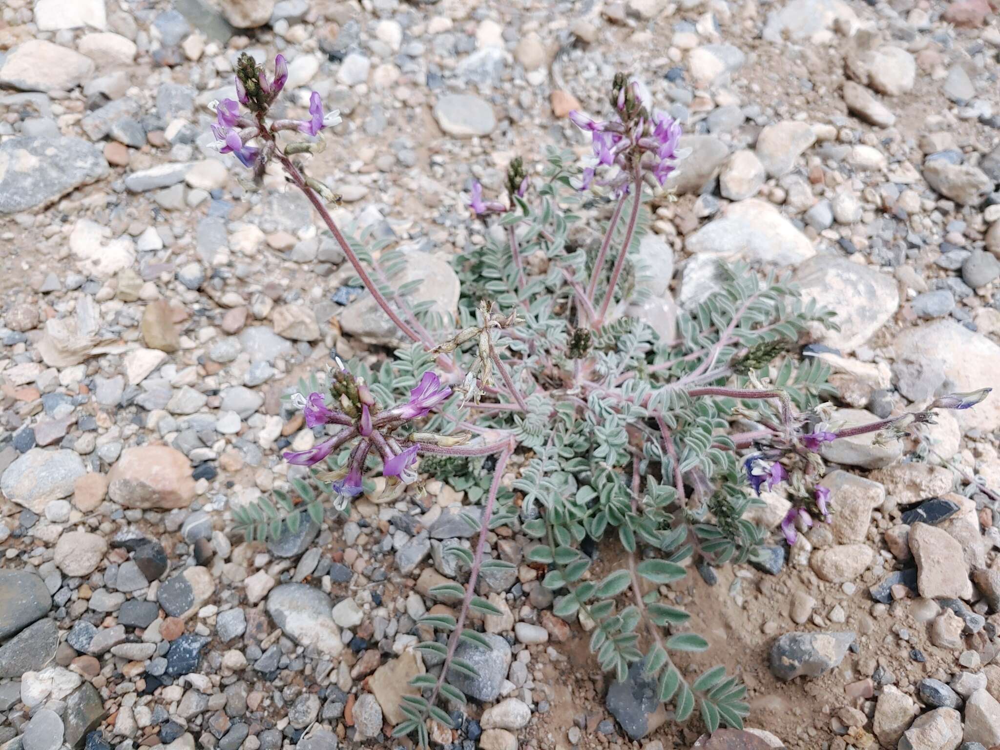 Image of Minthorn's milkvetch