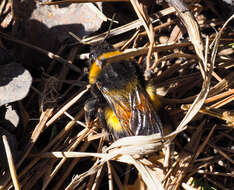 Image of Bombus sporadicus Nylander 1848